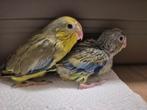 Jonge forpussen, Dieren en Toebehoren, Vogels | Parkieten en Papegaaien, Mannelijk, Dwergpapegaai of Agapornis, Geringd