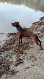 Prachtige mooie rednose dekreu - choco pitbull met stamboom!, Particulier, Reu, 1 tot 2 jaar, Buitenland