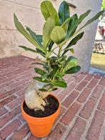 Adenium Obesum p15 (1), Ophalen of Verzenden, Overige soorten, Minder dan 100 cm