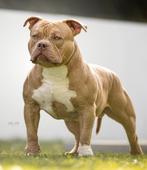 AMERICAN BULLY POCKET – PUPS TE KOOP, Dieren en Toebehoren, Rabiës (hondsdolheid), Overige rassen, 8 tot 15 weken, Meerdere