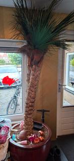 Hele mooie zeer realistische kunst palmboom, Huis en Inrichting, Kamerplanten, Ophalen, Overige soorten
