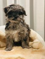 Bijzonder mooi nestje boomer pups., Overige rassen, CDV (hondenziekte), 8 tot 15 weken, Meerdere