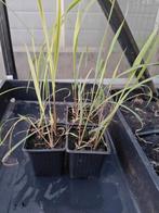 Lemon grass, Tuin en Terras, Planten | Tuinplanten, Ophalen, Volle zon, Groenteplanten, Eenjarig