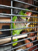 Wijnborstamazone, Dieren en Toebehoren, Vogels | Parkieten en Papegaaien, Vrouwelijk, Parkiet, Geringd