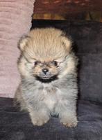 Pomeriaan pups 1 teefjes 2 reutjes. Mogen nest verlaten., Dieren en Toebehoren, 8 tot 15 weken, Meerdere, Meerdere dieren, Nederland