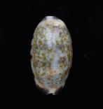 Schelpen: Cypraea listeri 16,5mm (Gem) Sri Lanka, Ophalen of Verzenden, Schelp(en)