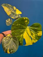 Monstera Aurea p12 (2), Ophalen of Verzenden, Halfschaduw, Minder dan 100 cm