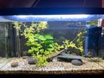 Aquarium 100 liter, Ophalen of Verzenden, Zo goed als nieuw, Gevuld zoetwateraquarium