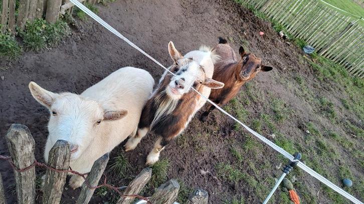 Geiten, Dieren en Toebehoren, Schapen, Geiten en Varkens, Geit, Vrouwelijk, 3 tot 5 jaar