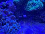 Inhoud zeeaquarium, Dieren en Toebehoren, Vissen | Aquaria en Toebehoren, Ophalen of Verzenden, Zo goed als nieuw, Gevuld zeewateraquarium