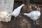 Diverse Fazanten, Dieren en Toebehoren, Overige soorten, Meerdere dieren