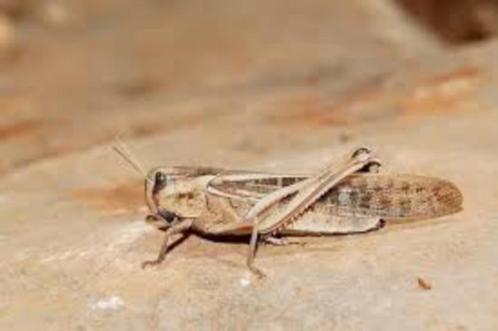krekels, sprinkhanen, kakkerlakk, meelworm etc evt per post, Dieren en Toebehoren, Insecten en Spinnen