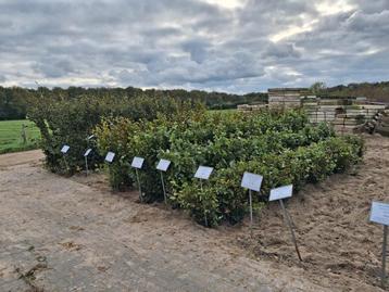 Beukenhaag (Fagus Sylvatica) - Nieuwe voorraad! beschikbaar voor biedingen