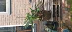 Paradijsvogelbloem (Strelitzia reginae), Huis en Inrichting, Ophalen, Halfschaduw, Minder dan 100 cm