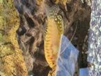 Goud goerami, man., Dieren en Toebehoren, Vis, Zoetwatervis