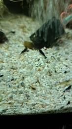 Blauwe suède Garnalen 2,00€, Dieren en Toebehoren, Vissen | Aquariumvissen, Kreeft, Krab of Garnaal