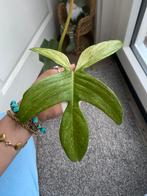 Philodendron florida ghost XXL kopstek, Ophalen of Verzenden, Overige soorten, Minder dan 100 cm