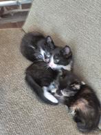 Kittens vh platteland