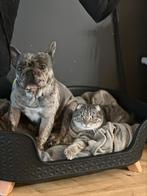 Scottish fold, Dieren en Toebehoren, Kater