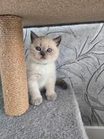 Britse Korthaar kitten Blue Point (laatste Katertje), Dieren en Toebehoren, Katten en Kittens | Raskatten | Langhaar, Meerdere dieren