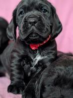 kruising Engelse cockerspaniel x labrador fr.stabij  pups., Dieren en Toebehoren, Honden | Retrievers, Spaniëls en Waterhonden