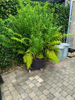 moeras,vijver planten., Tuin en Terras, Planten | Tuinplanten, Ophalen, Overige soorten