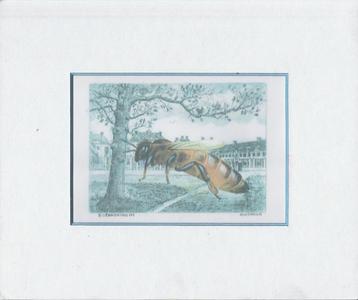 Prent / Gravure " Bijenkoningin "  van A. Wieringa  beschikbaar voor biedingen