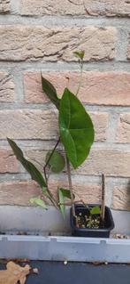 passiebloem/passiflora stekken en kiemplantjes, Tuin en Terras, Ophalen, Volle zon, Vaste plant, Klimplanten