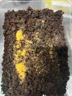 Gele springstaartjes, Slang, 0 tot 2 jaar