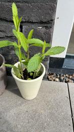 Verschillende soorten ijzerhard (bijvriendelijk), Tuin en Terras, Planten | Tuinplanten, Ophalen, Zomer, Volle zon