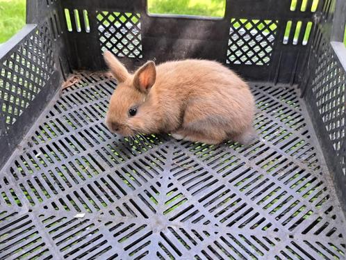 4 jonge dwergkonijnen, Dieren en Toebehoren, Konijnen, Dwerg, Meerdere dieren, 0 tot 2 jaar