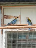 Bleekkop rosella, Dieren en Toebehoren, Vogels | Parkieten en Papegaaien, Meerdere dieren, Parkiet, Geringd