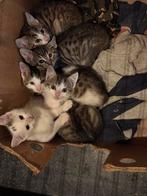 Kitten, Ophalen of Verzenden, Nieuw