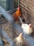 Assendelft hoen, Dieren en Toebehoren, Pluimvee, Mannelijk, Kip