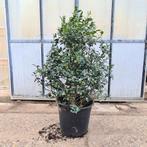 Heckenfee Ilex in pot, In pot, Halfschaduw, Lente, 100 tot 250 cm