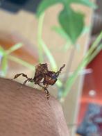 Ghost mantis incl. Terrarium en warmtemat, Dieren en Toebehoren, Insecten en Spinnen, Overige soorten