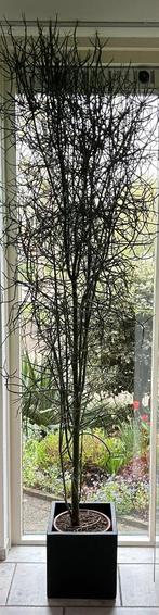 Potloodplant (Euphorbia tirucalli) kamerhoog, Huis en Inrichting, Ophalen, Vetplant, 200 cm of meer, Halfschaduw
