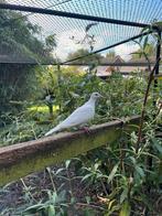 Witte tortel duiven, Dieren en Toebehoren, Meerdere dieren, Postduif