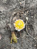 Dahlia Seattle - Goudgeel naar Wit, Overige soorten, Volle zon, Vaste plant, Ophalen of Verzenden