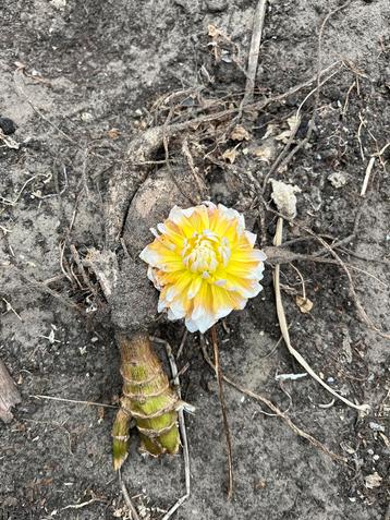 Dahlia Seattle - Goudgeel naar Wit beschikbaar voor biedingen