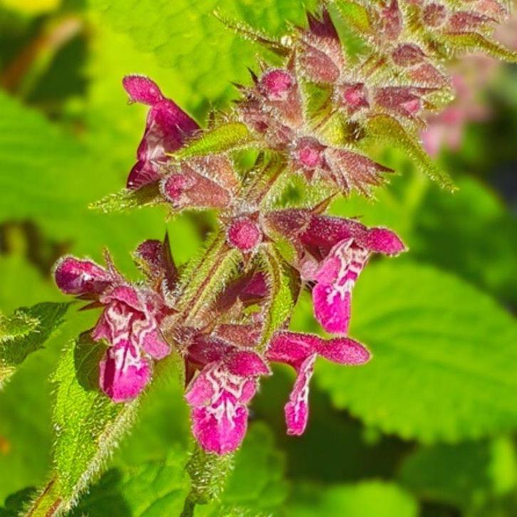 Bosandoorn | Bio zaden | zelf gewonnen | inheems | vast | 79, Tuin en Terras, Bloembollen en Zaden, Zaad, Gehele jaar, Halfschaduw