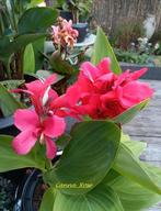 Zaden canna rose, wordt ong 1,10 hoog, Ophalen of Verzenden, Volle zon, Zaad