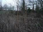 boompjes, Overige soorten, Lente, 400 cm of meer, Ophalen