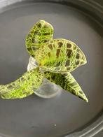 2x jewel orchids macodes petola stekken, Huis en Inrichting, Kamerplanten, Ophalen of Verzenden, Overige soorten, Minder dan 100 cm