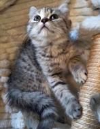 Britse korthaar kittens, Dieren en Toebehoren, Katten en Kittens | Raskatten | Korthaar