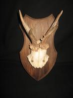 Gewei horens, Ophalen of Verzenden, Gebruikt, Hert, Gewei of Kop