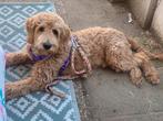 Herplaatser, goldendoodle, abricot, anti allergie’s, Rabiës (hondsdolheid), 15 weken tot 1 jaar, Eén hond, Nederland