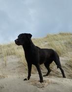 Gezocht een labrador retriever van ongeveer 1 haar oud., 1 tot 2 jaar, Geslacht onbekend, Parvo, Eén hond