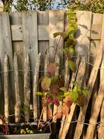 Stekken Kornoelje ( Cornus) rode takken, Tuin en Terras, Planten | Struiken en Hagen, Ophalen, Overige soorten, Struik, 100 tot 250 cm