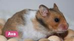 Syrische hamsters / Goudhamsters verwacht., Dieren en Toebehoren, Knaagdieren, Hamster, Augustus, Meerdere dieren, Tam